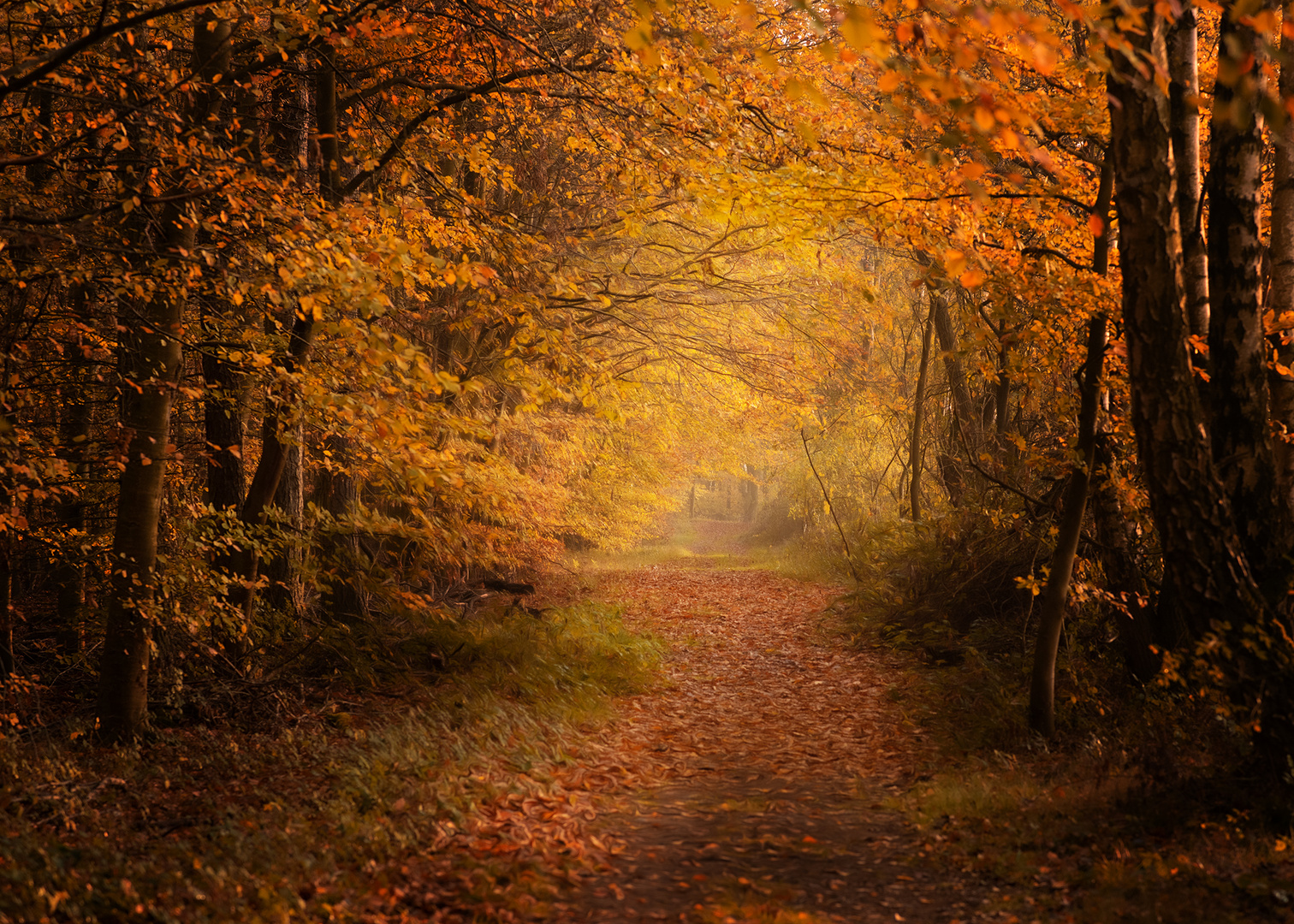 Wälder im Herbst 