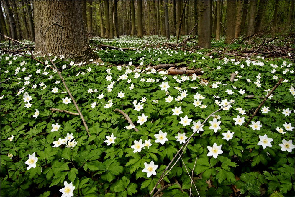 Wälder um Welver #2