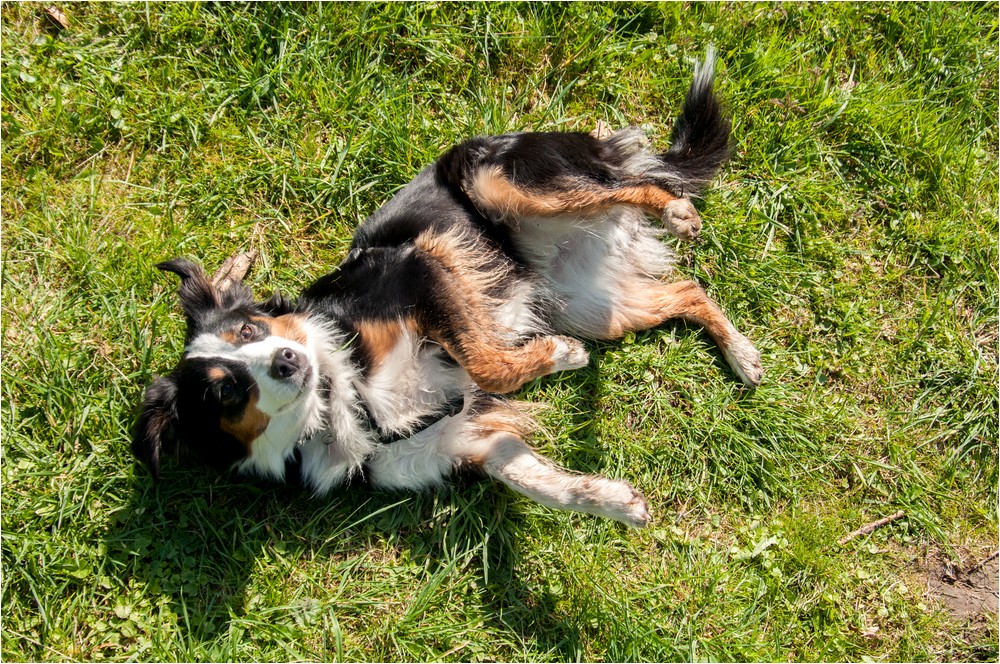 Wälzen im Gras ...