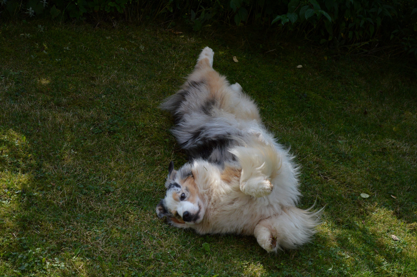 Warum Wälzen Sich Hunde Im Gras Warum Sich Hunde So