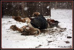 wälzen im Schnee...