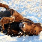 wälzen im Schnee ist das Schönste