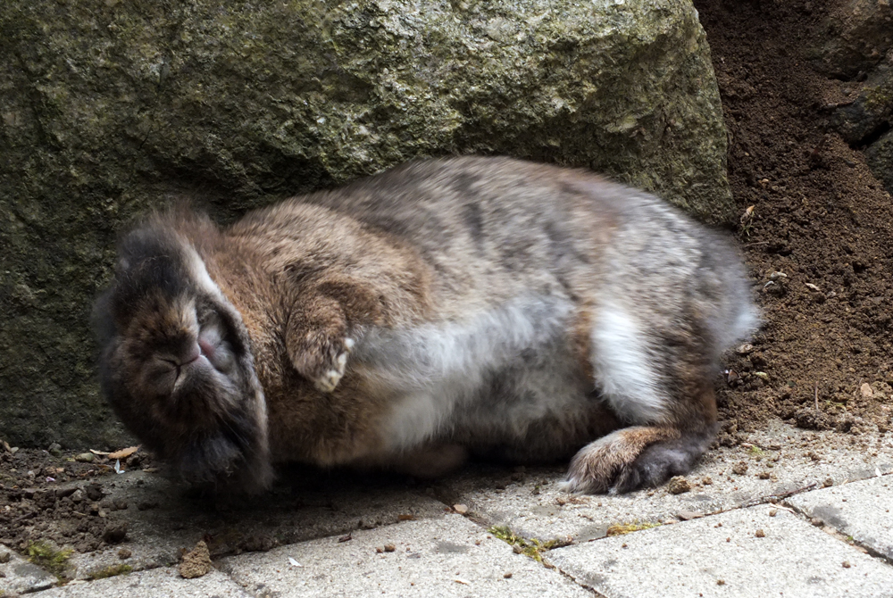 Wälzen wie ein Schweinchen......