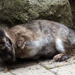 Wälzen wie ein Schweinchen......