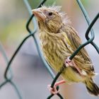 "Wär' ich doch bloß im Nest geblieben"...