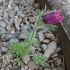 Wäre das Blumenbeet nicht gemütlicher gewesen !!