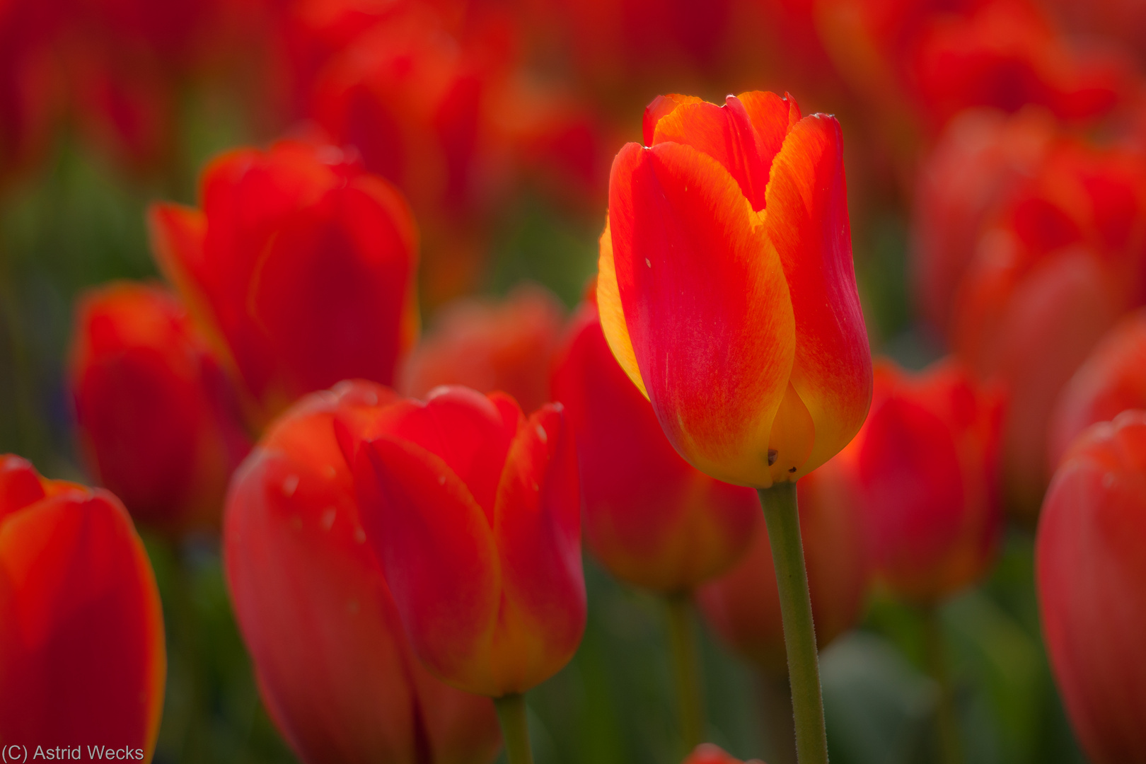 Wäre es doch wieder Frühling