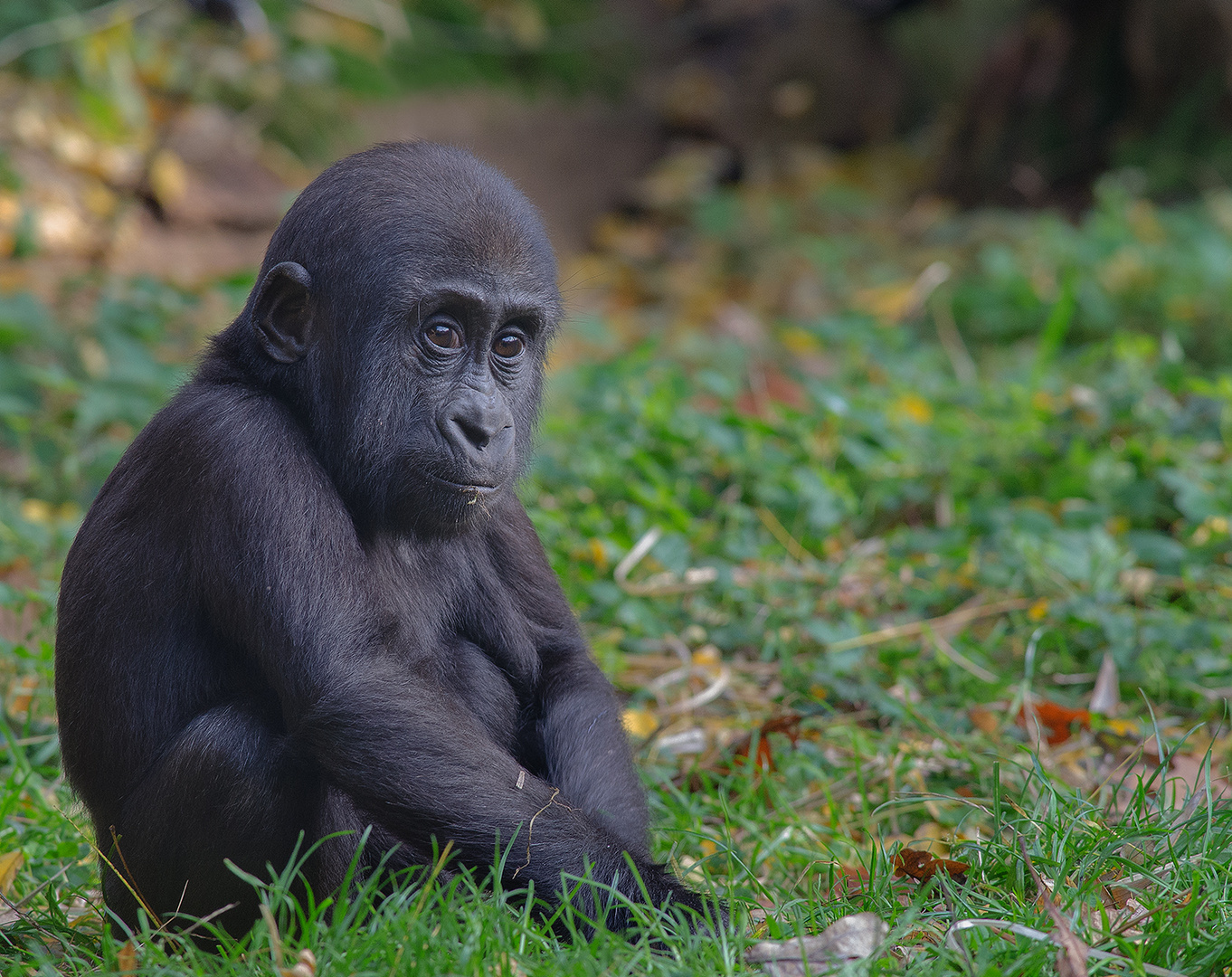 wären die ZOO's nicht,