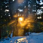 Wärmande Sonnenstrahlen im Schnee