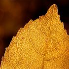 Makros & Natur