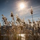 Wärmen in der Wintersonne