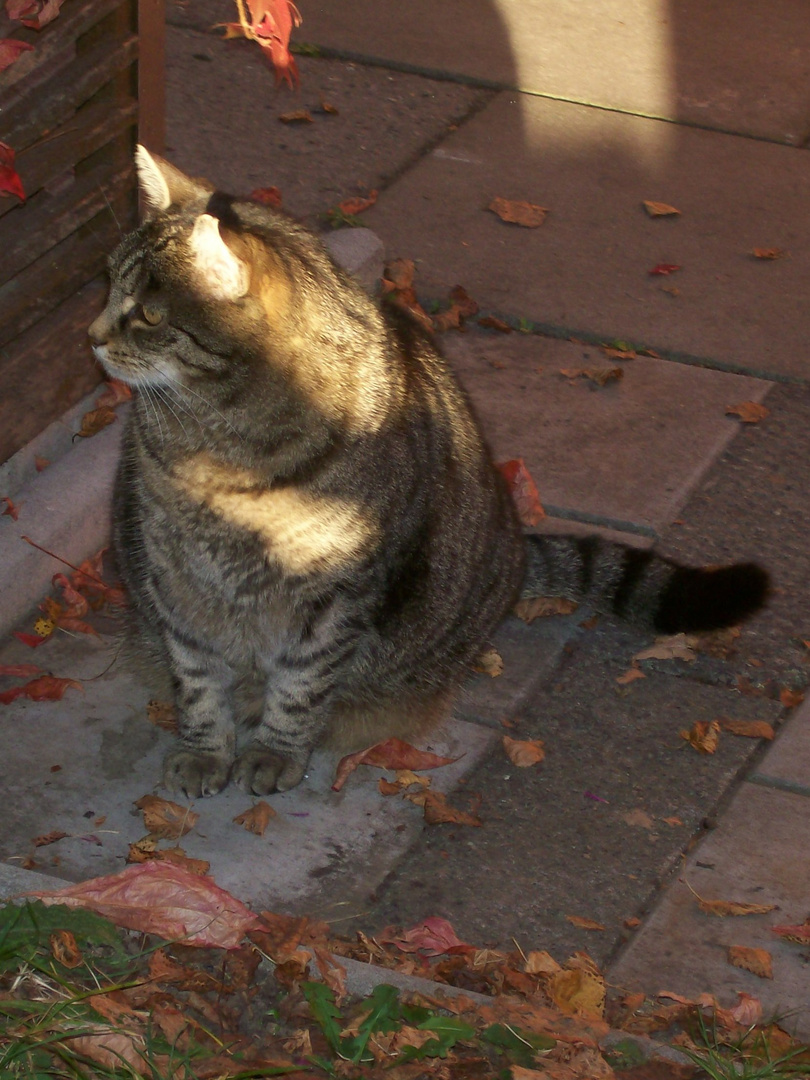 . . . wärmende Herbstsonne