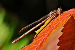 wärmende Herbstsonne