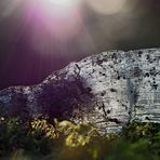 Wärmende Lichtstrahlen berühren das Kammeis! - Aiguilles de glace touchées par le soleil.