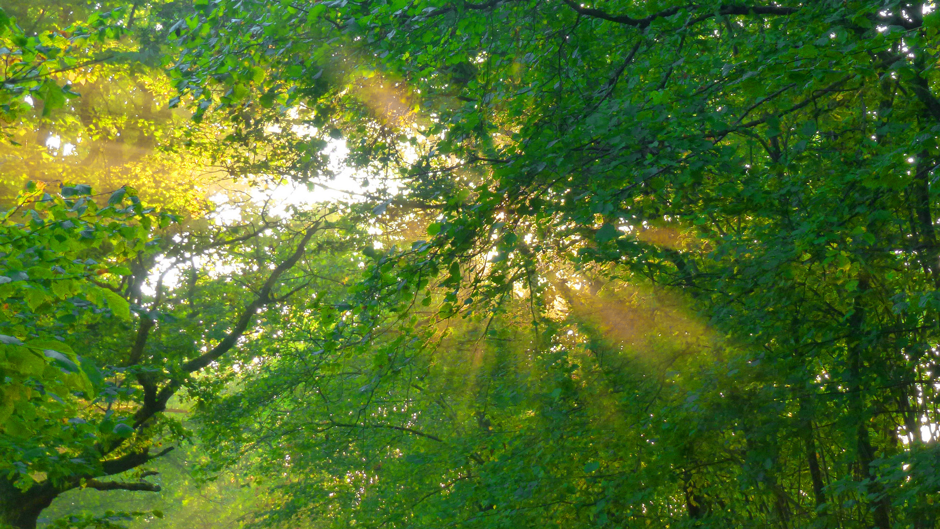 wärmende Sonne durchbricht nebelverhangenes Blätterdach des Laubwaldes