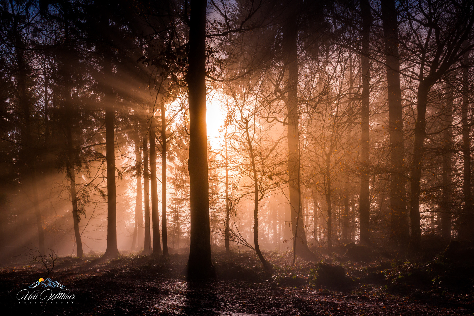 Wärmende Sonnenstrahlen im herbstlichen Wald