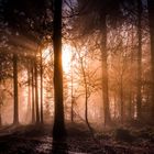 Wärmende Sonnenstrahlen im herbstlichen Wald