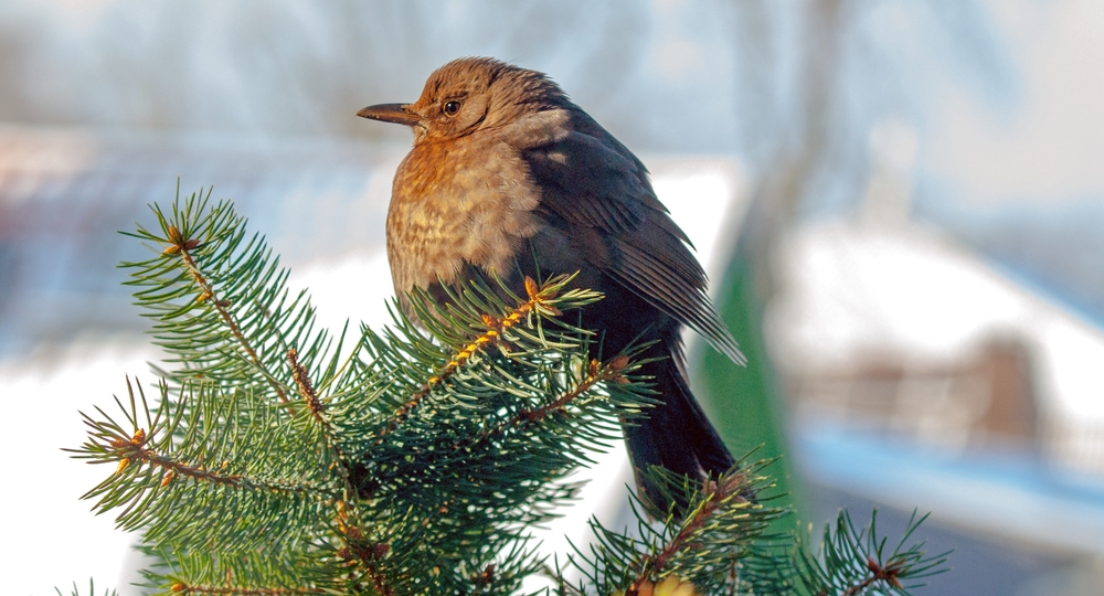 Wärmende Wintersonne.