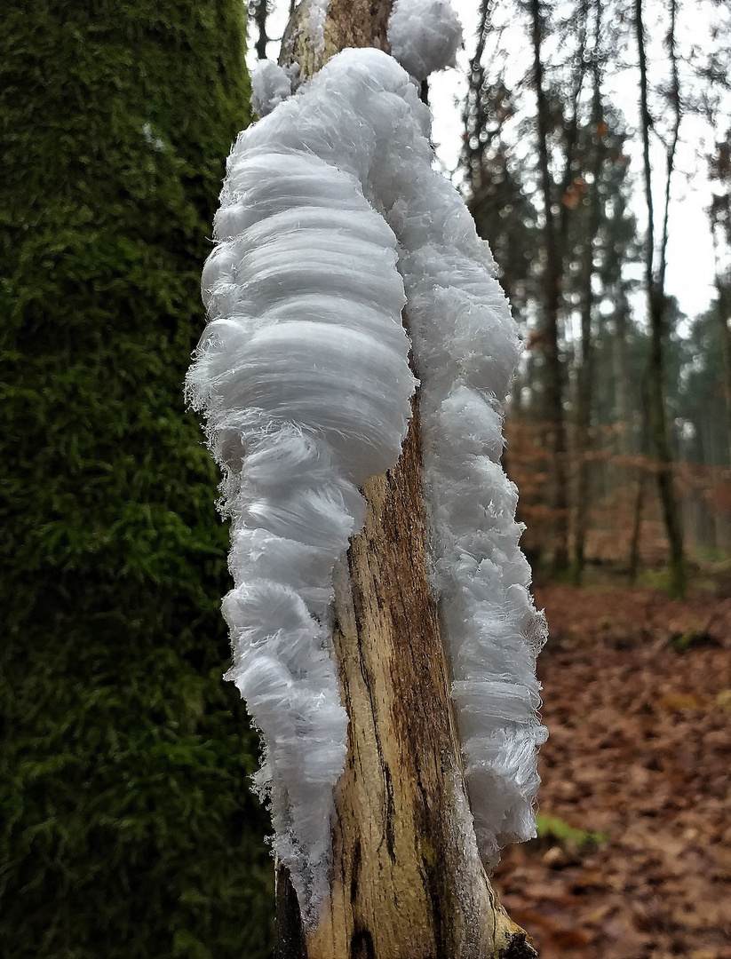 Wärmende Wollhose aus Naturfasern ? Eiswolle / Haareis