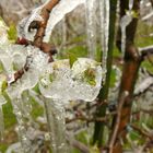 wärmender Mantel der Apfelblüte