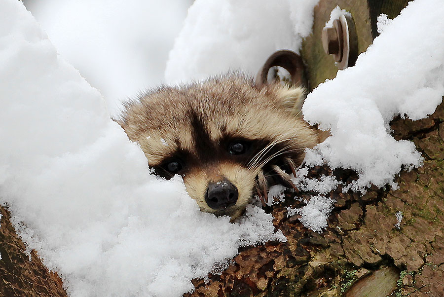 Wäschbär im Schnee