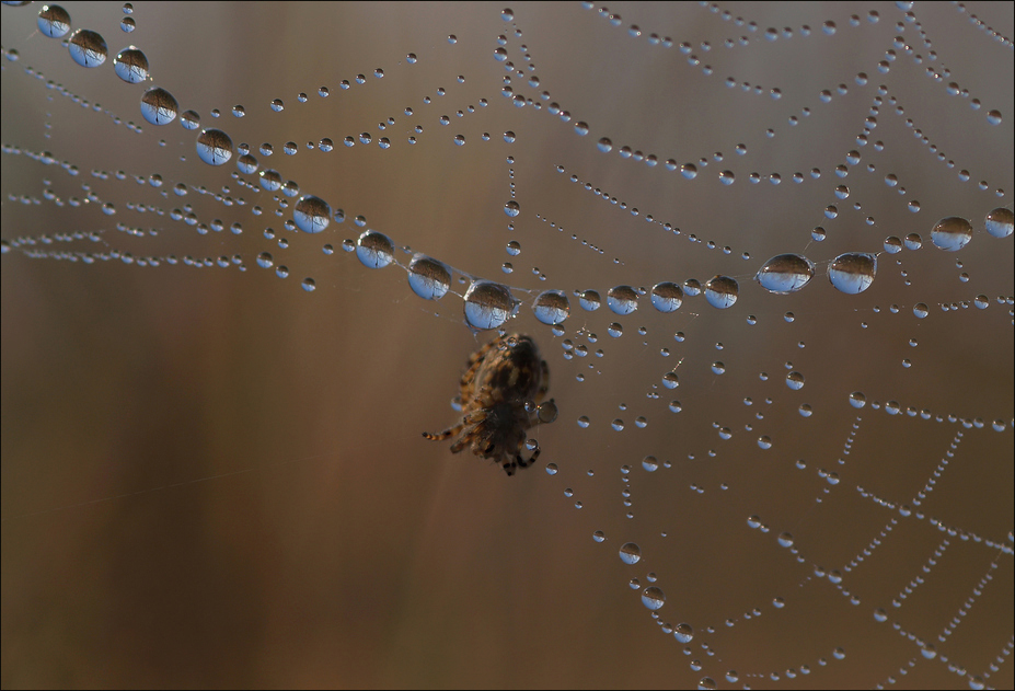 Wäsche - Spinne