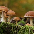 Wässriger Mürbling / Weissstieliges Stockschwämmchen - Psathyrella Piluliformis