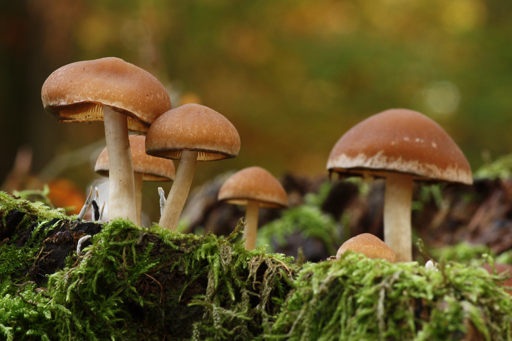 Wässriger Mürbling / Weissstieliges Stockschwämmchen - Psathyrella Piluliformis