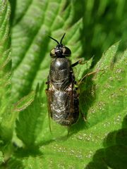 Waffenfliege Adoxomyia sp.