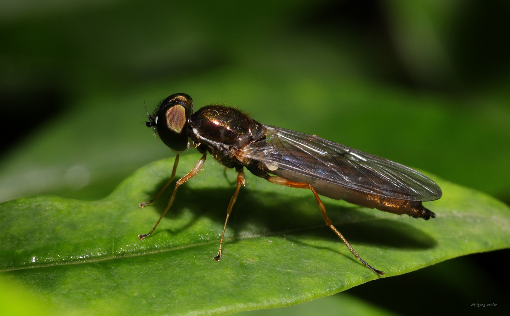 Waffenfliege (Beris morrisii)