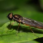 Waffenfliege (Beris morrisii)