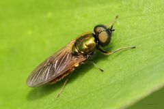 Waffenfliege (Beris morrisii)