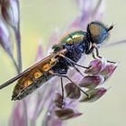 Waffenfliege (Chloromyia formosa)