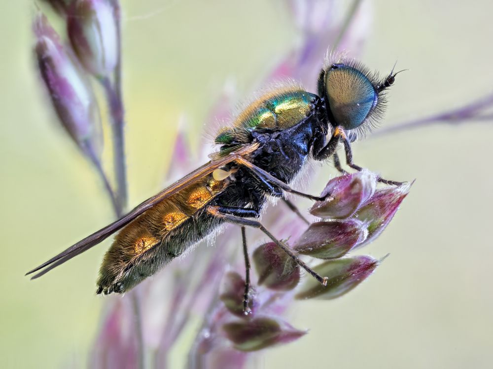 Waffenfliege (Chloromyia formosa)