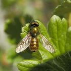 Waffenfliege (Chloromyia formosa) - Männchen