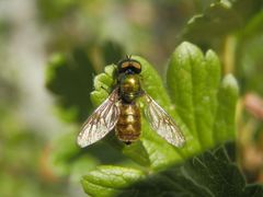 Waffenfliege (Chloromyia formosa) - Männchen