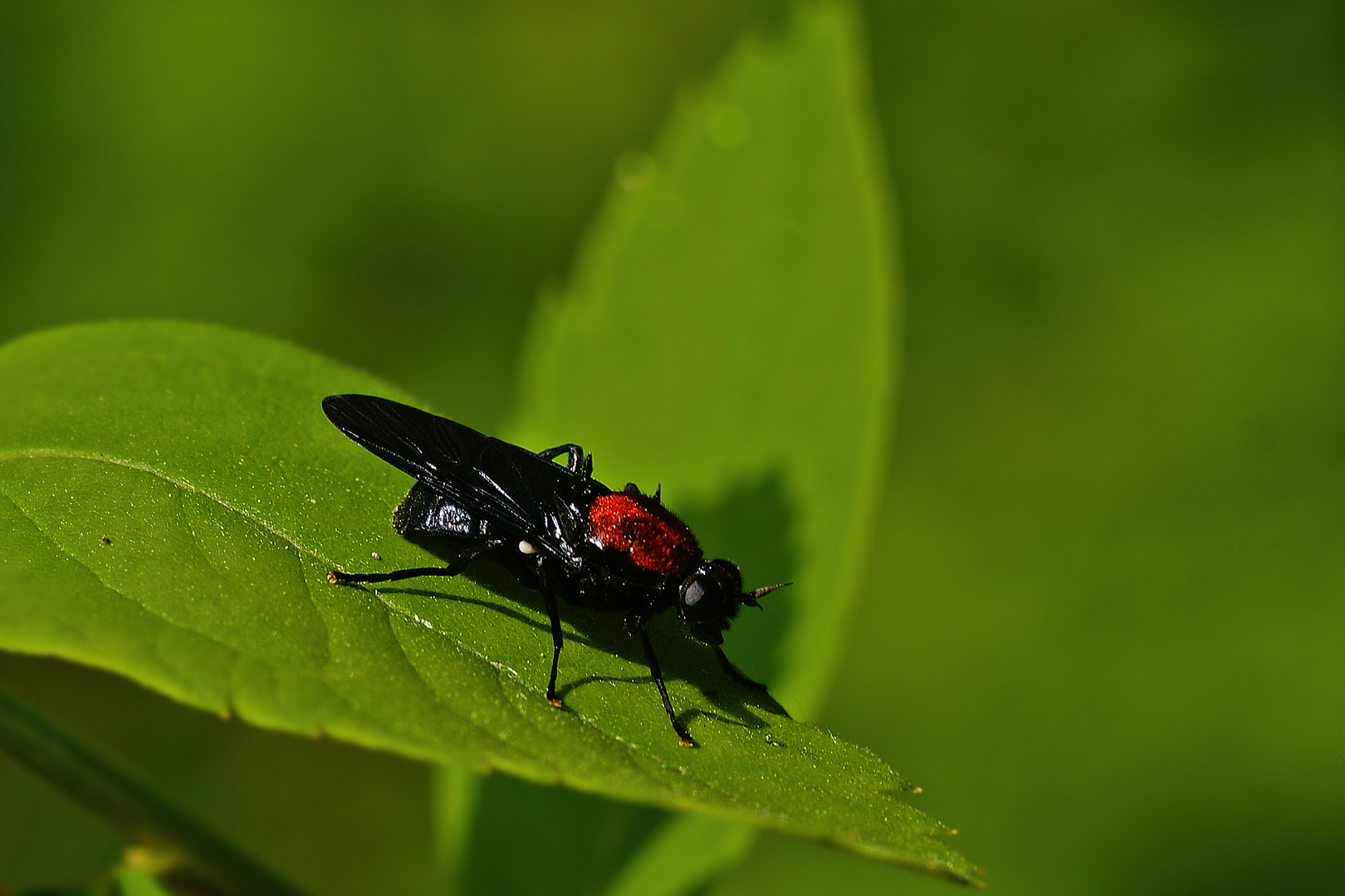 Waffenfliege (Clitellaria ephippium)