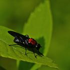 Waffenfliege (Clitellaria ephippium)