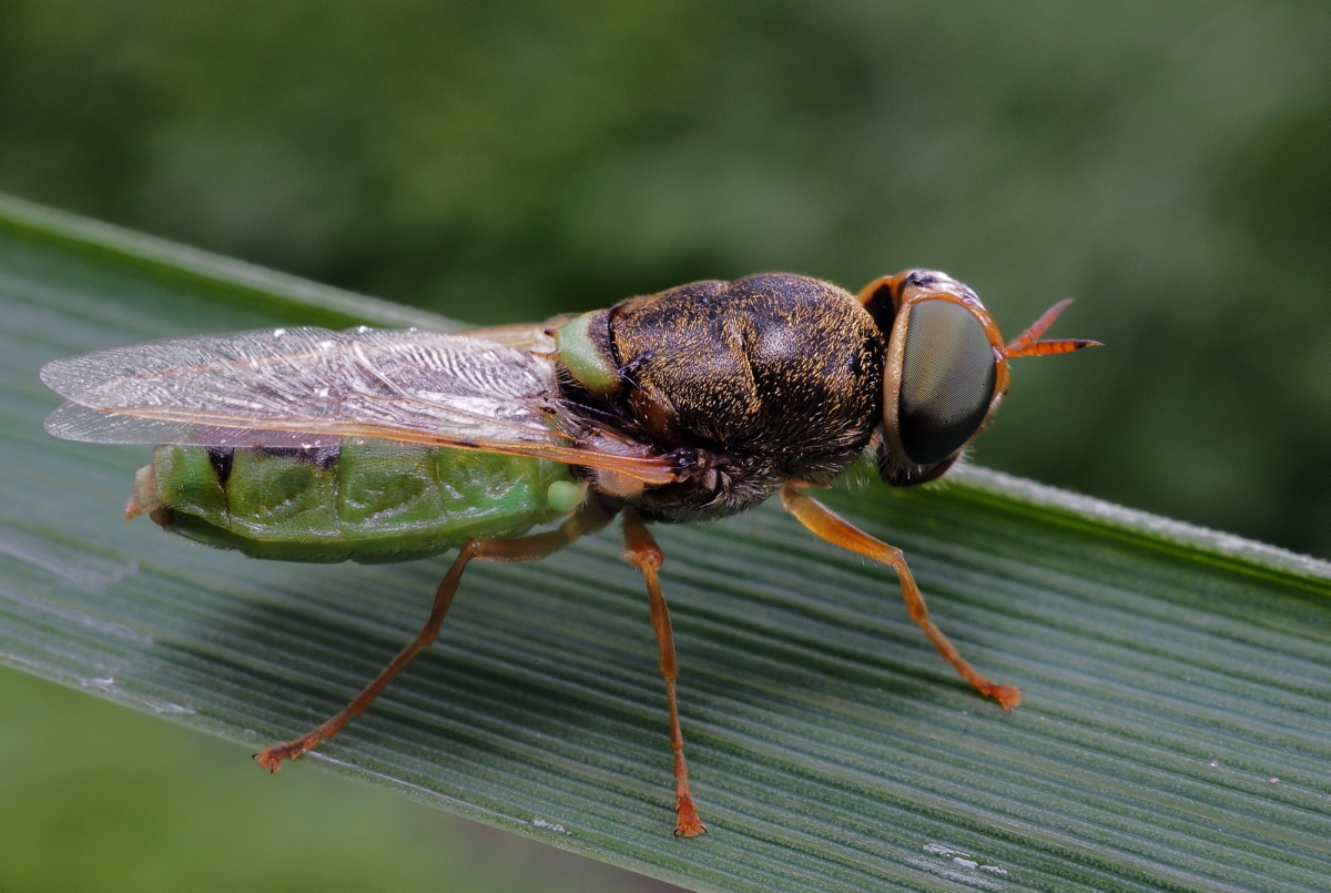 Waffenfliege (Oplodonta viridula)