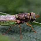 Waffenfliege (Oplodonta viridula)