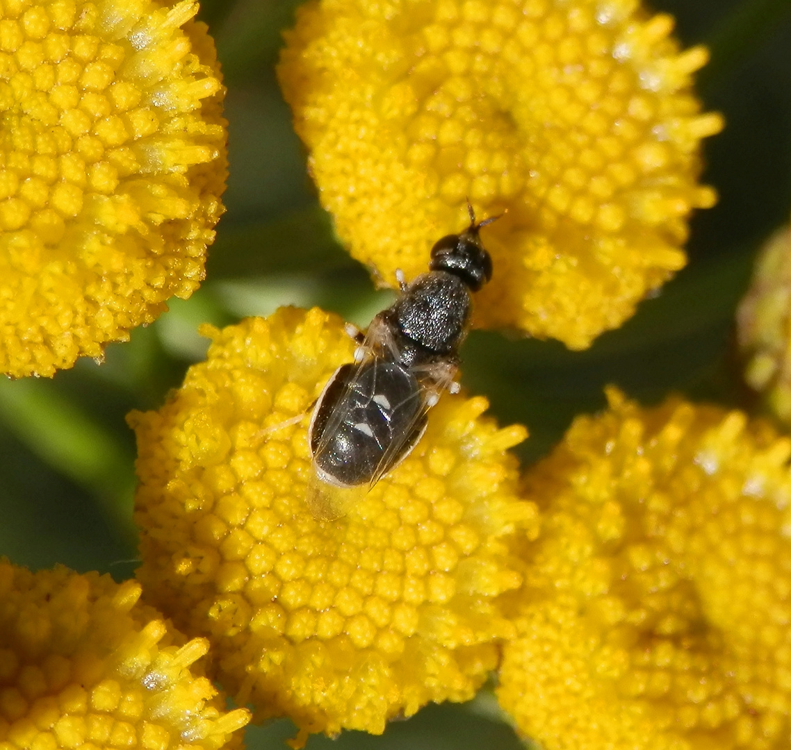 Waffenfliege (Stratiomyidae) Nemotelus pantherinus