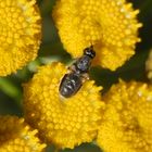 Waffenfliege (Stratiomyidae) Nemotelus pantherinus