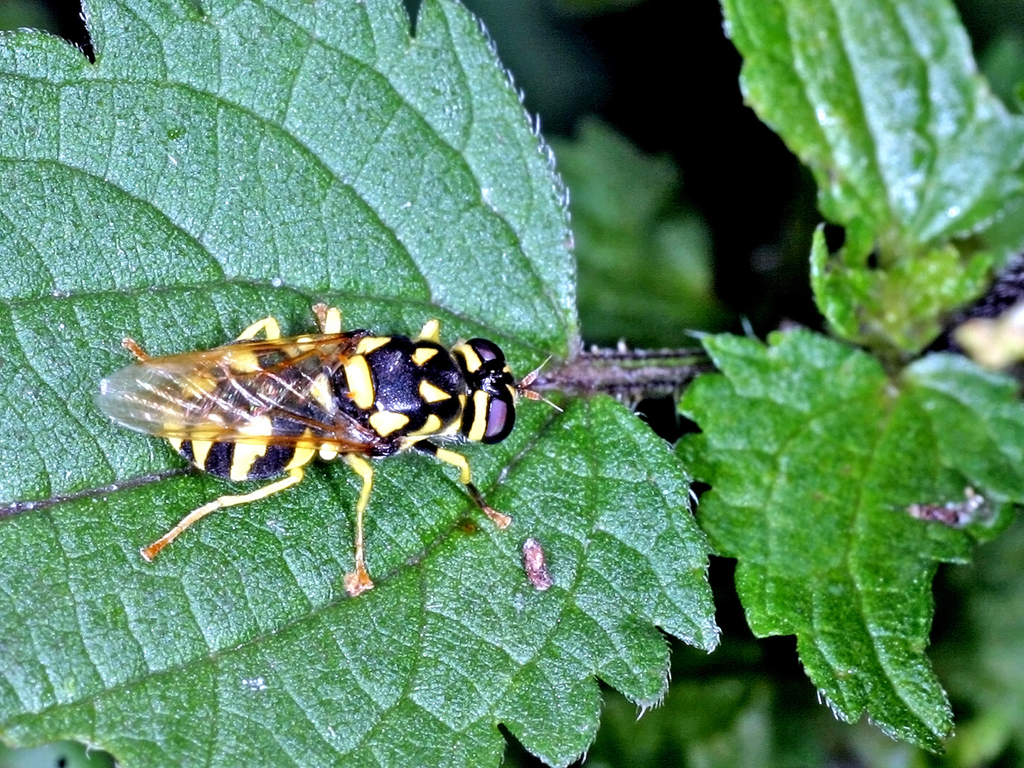 Waffenfliege (Stratiomyidae sp.)....