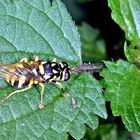 Waffenfliege (Stratiomyidae sp.)....