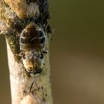 Waffenfliege Stratiomys longicornis