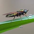 Waffenfliege, Weibchen (Chloromyia formosa, (Stratiomyidae)