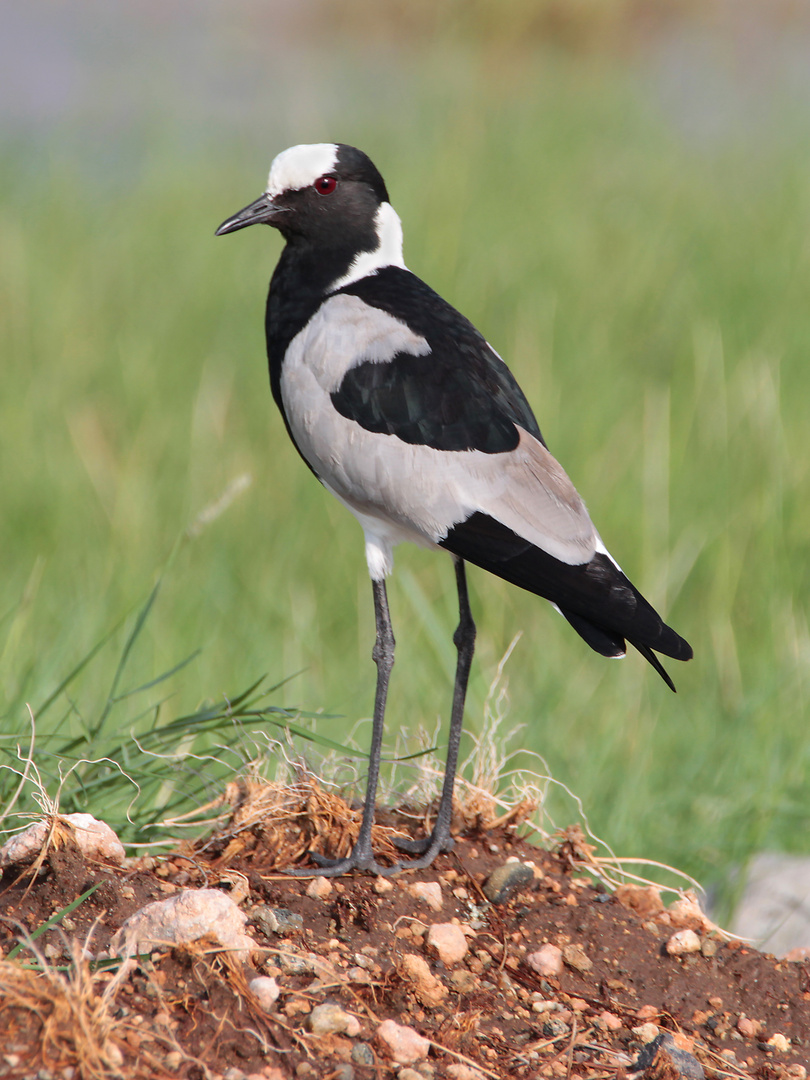 Waffenkiebitz, ein Wasservogel in Kenia