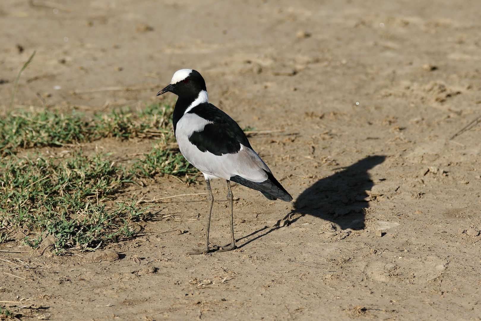 Waffenkiebitz - Vanellus armatus