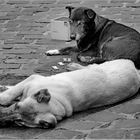 ...wag es ja nicht!  das sind meine biscuits!...