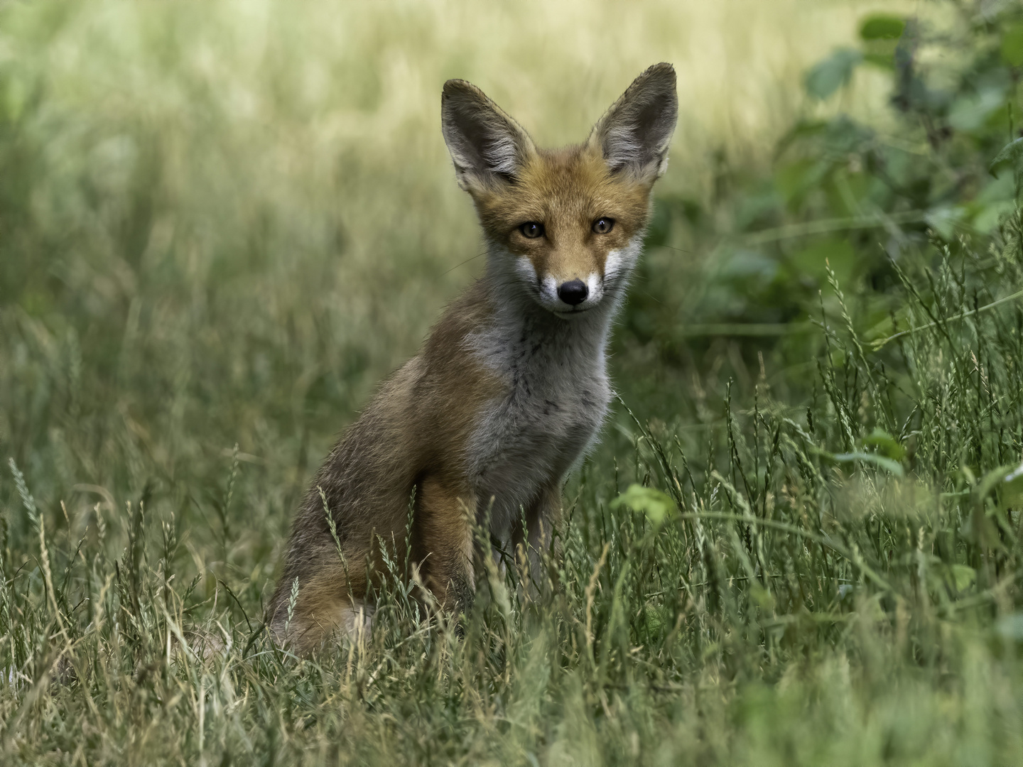 "Wagbach" Fuchs